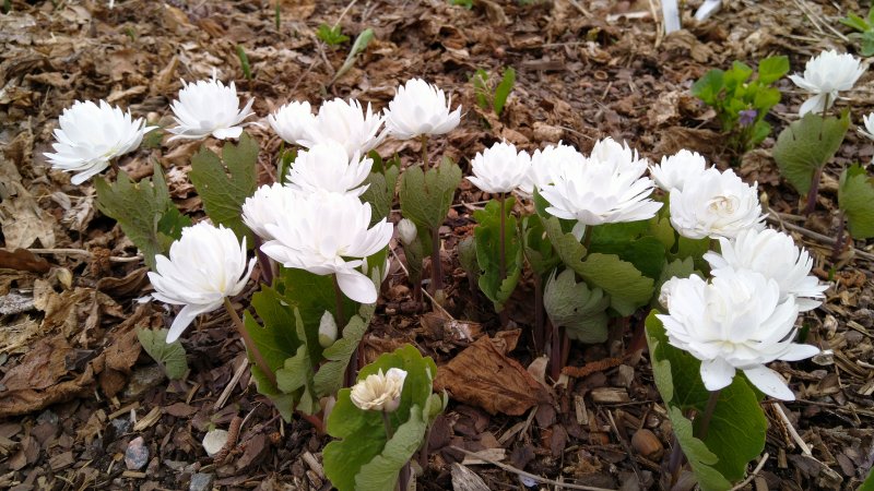 Sanguinaria canadensis 'Multiplex' Lumikki